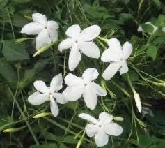 Jasminum Grandiflorum Chameli Live Plant - Royal Jasmine, 4 inch Pot - Image 2