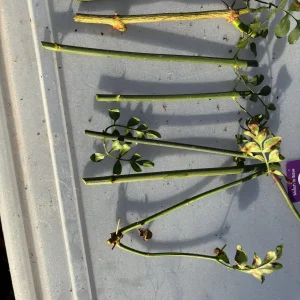 Jasminum Grandiflorum Chameli Live Plant - Royal Jasmine, 4 inch Pot - Image 9