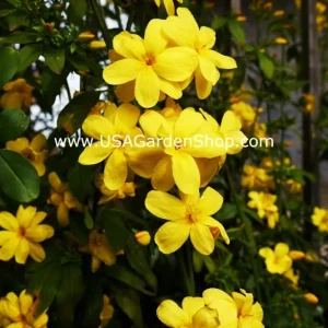 Jasminum mesnyi Sun Glo Hardy Japanese Jasmine Cuttings - 7 Per Pack - Outdoor - Image 10