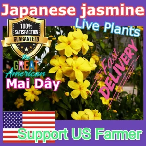 Jasminum mesnyi Sun Glo Hardy Japanese Jasmine Cuttings - 7 Per Pack - Outdoor - Image 2
