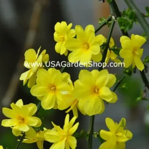 Jasminum mesnyi Sun Glo Hardy Japanese Jasmine Cuttings - 7 Per Pack - Outdoor - Image 4