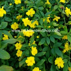 Jasminum mesnyi Sun Glo Hardy Yellow Primrose Jasmine Cuttings - 7 Pack - Image 5