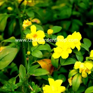 Jasminum mesnyi Sun Glo Hardy Yellow Primrose Jasmine Cuttings - 7 Pack - Image 8