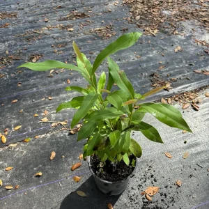 Java Plum Live Tree Plant – Black Jamun Malabar Plum – 12 inch Tall - Image 5