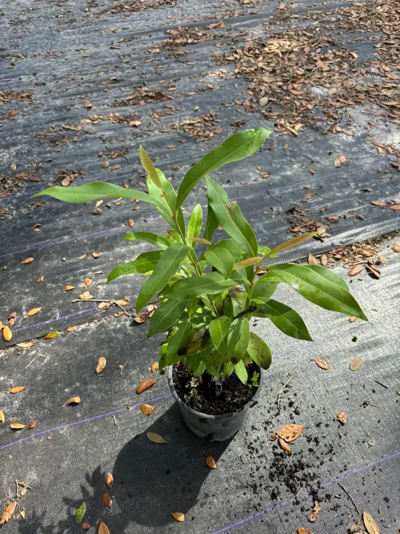 Java Plum Germination Java Plum Tree Plant - Black Jamun / Malabar Plum (12” Tall)