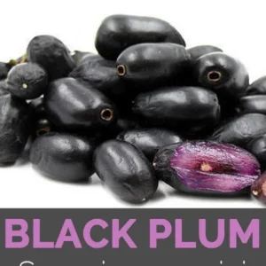 Java Plum Tree Live Plant - Black Jamun Malabar Plum (Syzygium cumini) 12-inch Tall Tropical Fruit Tree - Image 2