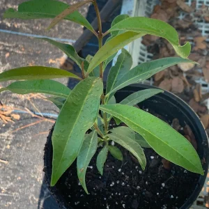 Java Plum Tree Live Plant - Black Jamun Malabar Plum (Syzygium cumini) 12-inch Tall Tropical Fruit Tree - Image 3