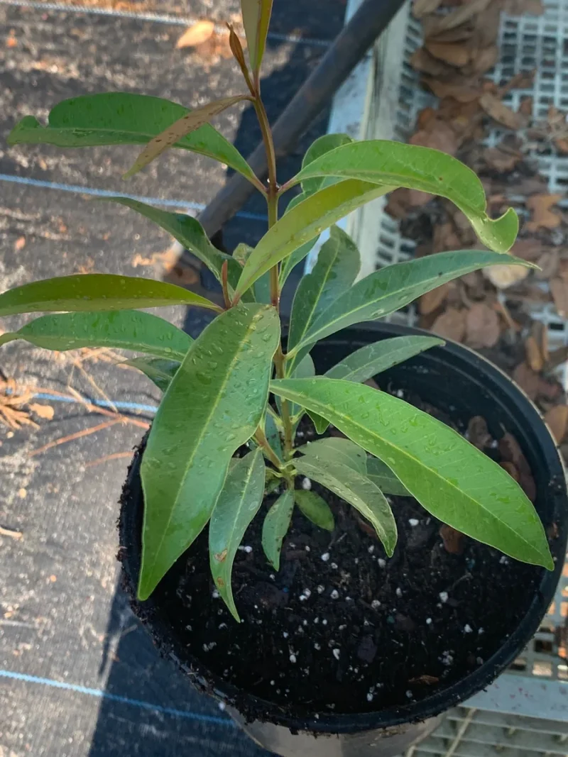 Java Plum Sapling Java Plum Tree Live Plant - Black Jamun (12-inch) Tropical Fruit