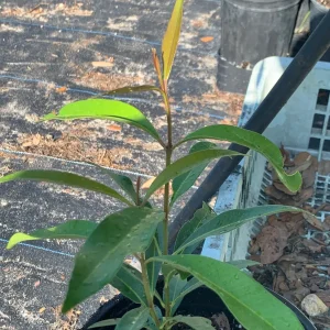 Java Plum Tree Live Plant - Black Jamun Malabar Plum (Syzygium cumini) 12-inch Tall Tropical Fruit Tree - Image 1