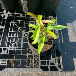 Java Plum Tree Live Plant - Black Jamun Malabar Plum (Syzygium cumini) 12-inch Tall Tropical Fruit Tree - Image 4