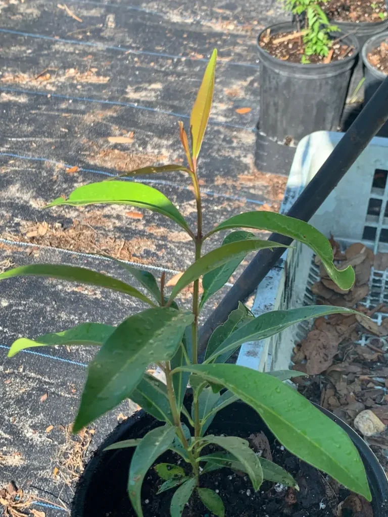 Java Plum Tree Live Plant - Black Jamun (12-inch) Tropical Fruit