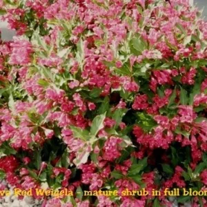 Java Red Weigela Live Plant - 4 Inch Pot - Weigela florida 'Java Red' - Outdoor Shrub - Image 4
