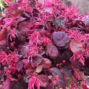 Jazz Hands BOLD Chinese Fringe Flower Live Plant 4