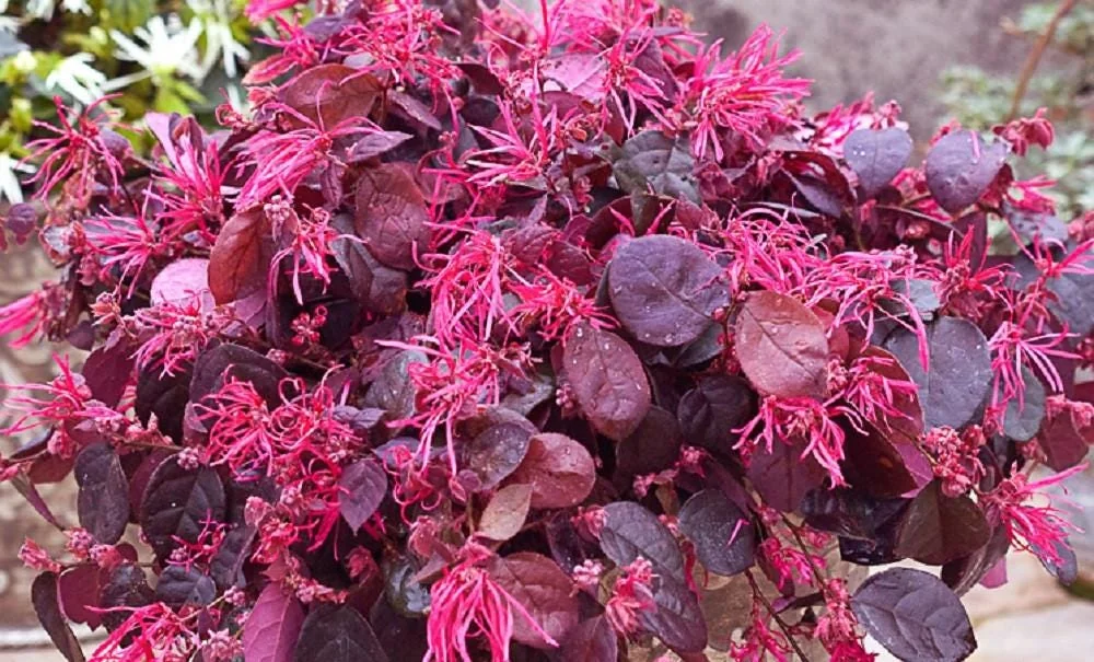 Jazz Hands BOLD Chinese Fringe Flower Live Plant 4" Pot Outdoor Bush - Image 3