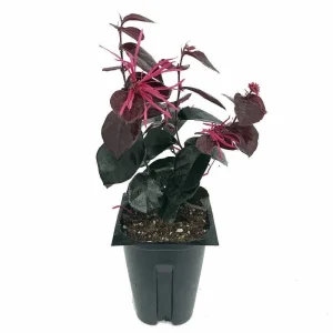 Jazz Hands BOLD Chinese Fringe Flower Live Plant 4" Pot Outdoor Bush - Image 1