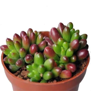 Jelly Bean Succulent Live Plant - Sedum rubrotinctum - 2.5" Pot - Indoor/Outdoor - Image 2