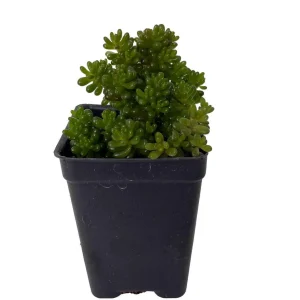 Jelly Bean Succulent Live Plant - Sedum rubrotinctum - 2.5" Pot - Indoor/Outdoor - Image 1