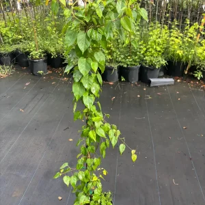 Jelly Vine Live Plant - 3 Gallon, 3 Feet Tall - Edible Fruit Vine - Image 2