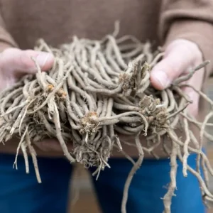 Jersey Giant Asparagus Roots - 10 Crowns, 2-Year Old, Fall Planting Vegetable - Image 1