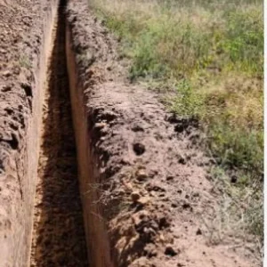 Jersey Giant Asparagus Roots - 10 Crowns, 2-Year Old, Fall Planting Vegetable - Image 7