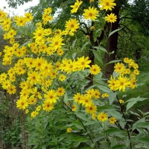 Jerusalem Artichoke Live Plant Helianthus tuberosus Sunchoke Perennial - Image 1