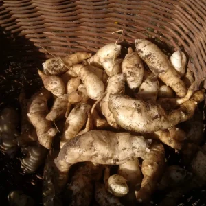 Jerusalem Artichoke Live Plant Helianthus tuberosus Sunchoke Perennial - Image 6