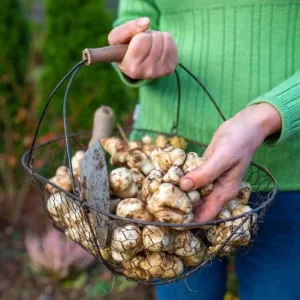 Jerusalem Artichoke Live Plant Helianthus tuberosus Sunchoke Perennial - Image 8