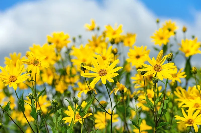 Jerusalem Artichoke Sunchoke Seeds - 20 Count Helianthus Tuberosus Yellow Flower Perennial - Image 2