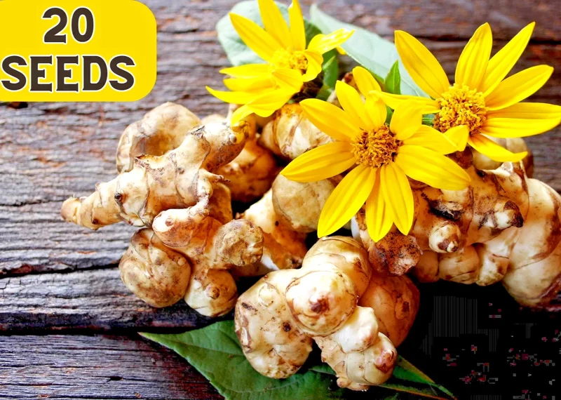 Jerusalem Artichoke Sunchoke Seeds - 20 Count Helianthus Tuberosus Yellow Flower Perennial - Image 1