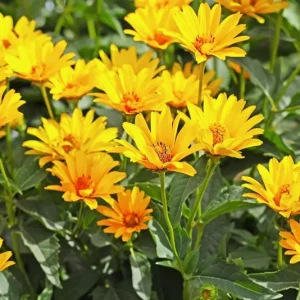 Jerusalem Artichoke Sunchoke Seeds - 20 Count Helianthus Tuberosus Yellow Flower Perennial - Image 3