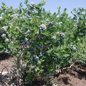 Jewel Blueberry Starter Plug - Vaccinium corymbosum - Southern Highbush - Image 8