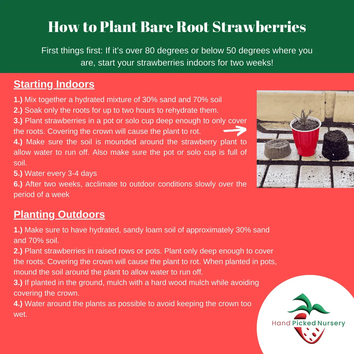 Jewel Strawberry Plants – 5 Bare Root June Bearing, Large Sweet Berries - Image 3
