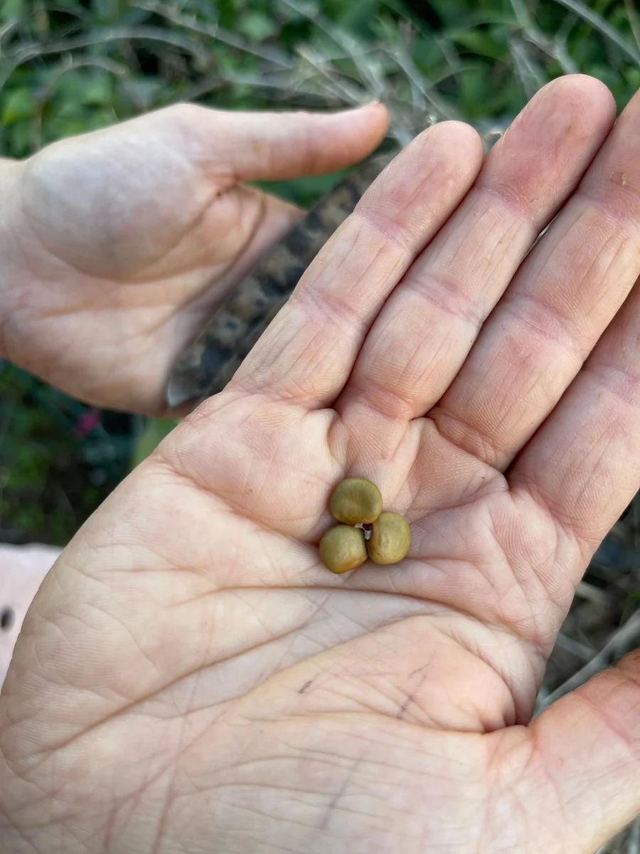 Jicama Seeds - Non-GMO Open-Pollinated Pachyrhizus Erosus for Garden - Image 2