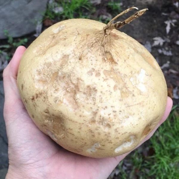 Jicama Seeds - Non-GMO Open-Pollinated Pachyrhizus Erosus for Garden - Image 3
