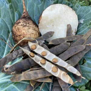 Jicama Seeds - Non-GMO Open-Pollinated Pachyrhizus Erosus for Garden - Image 1