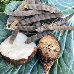 Jicama Seeds - Non-GMO Open-Pollinated Pachyrhizus Erosus for Garden - Image 5