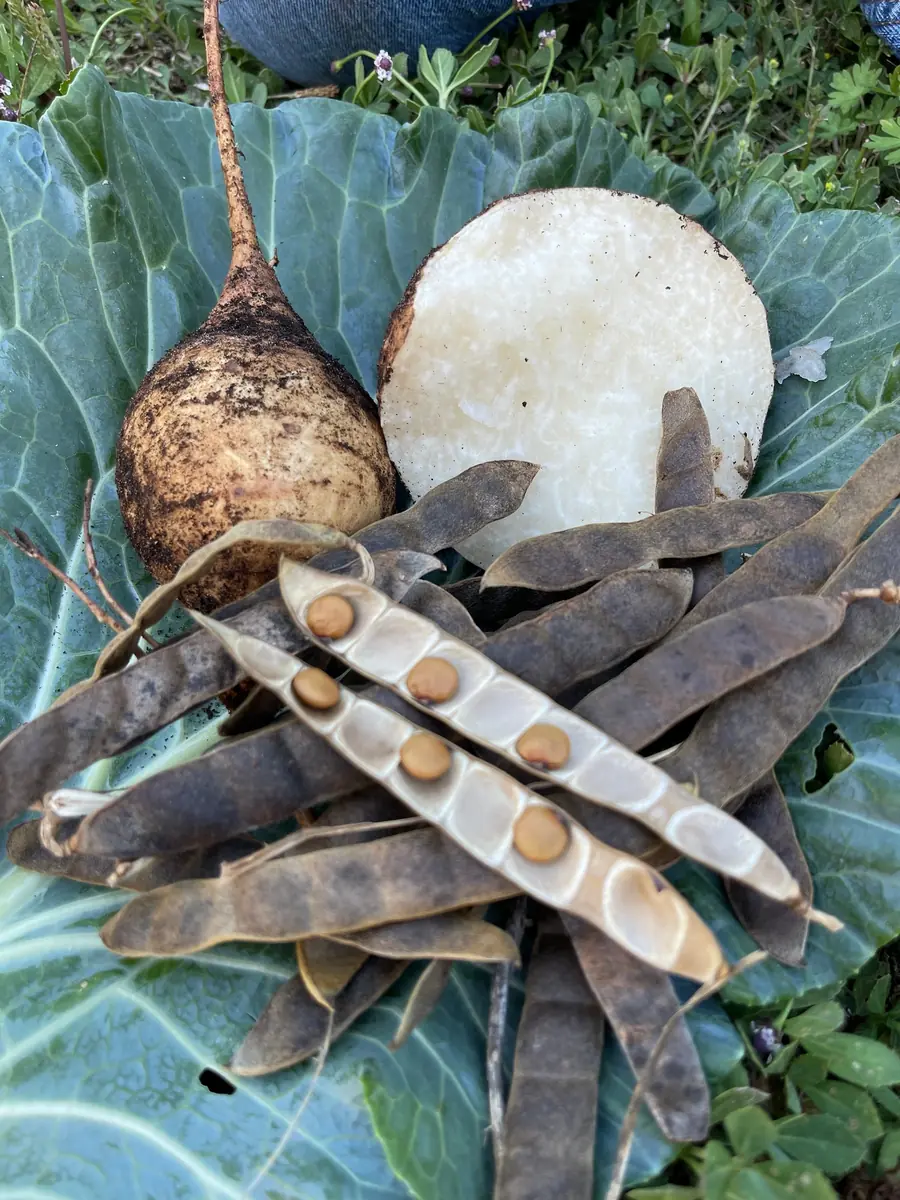 Jicama Seeds - Non-GMO Open-Pollinated Pachyrhizus Erosus for Garden - Image 1
