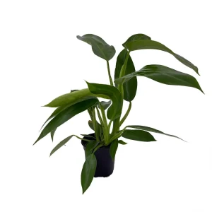 Jose Buono Philodendron Live Plant – 4 inch Pot – Collector's Series Indoor Plant - Image 2