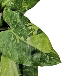 Jose Buono Philodendron Live Plant – 4 inch Pot – Collector's Series Indoor Plant - Image 3