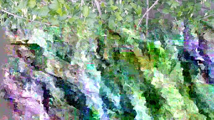 Jostaberry Orus 8 Live Plant - Gooseberry Black Currant Bush 12+ Inches Tall - Image 4