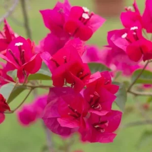 Juanita Hatten Bougainvillea Live Plant, 2-Pack, 4-6