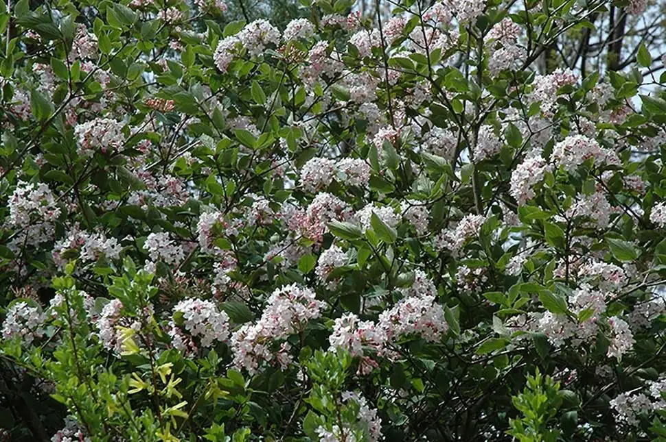 Juddi Viburnum Live Plant - 6-12" Tall Deciduous Shrub - 3" Pot - Fragrant Blooms - Image 2