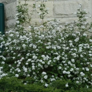 Juddi Viburnum Live Plant - 6-12