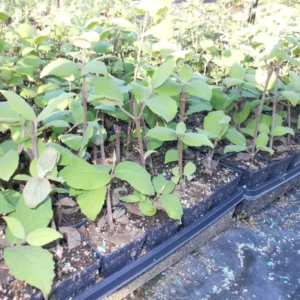 Juddi Viburnum Live Plant - 6-12