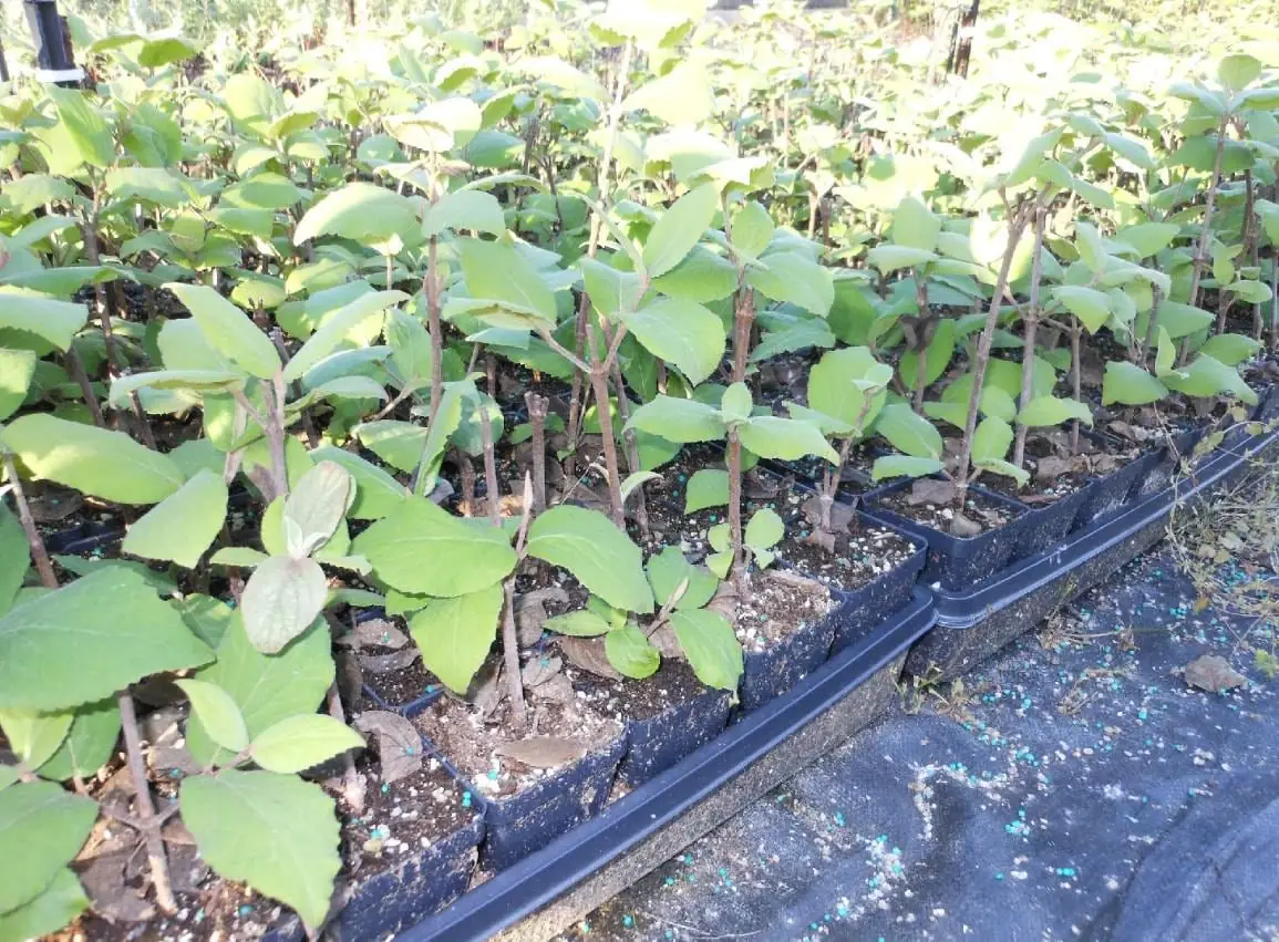 Juddi Viburnum Live Plant - 6-12" Tall Deciduous Shrub - 3" Pot - Fragrant Blooms - Image 4