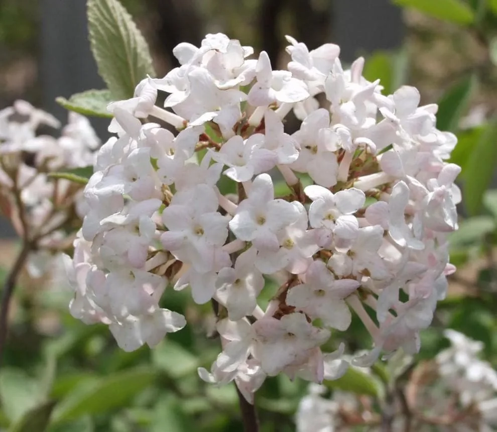 Juddi Viburnum Live Plant - 6-12" Tall Deciduous Shrub - 3" Pot - Fragrant Blooms - Image 1