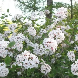 Juddii Viburnum Live Plant – 6-12