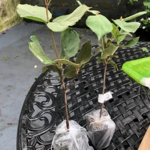 Juddii Viburnum Live Plant – 6-12