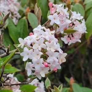 Juddii Viburnum Live Plant – 6-12" Seedling, 2.5" Pot – Fragrant Outdoor Shrub - Image 1