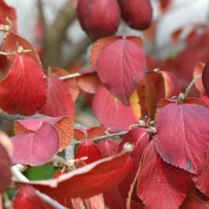 Juddii Viburnum Live Plant – 6-12